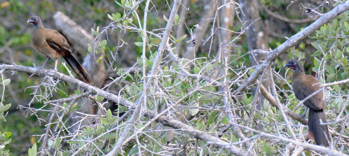 Rufous-vented Chachalaca - ML617206999