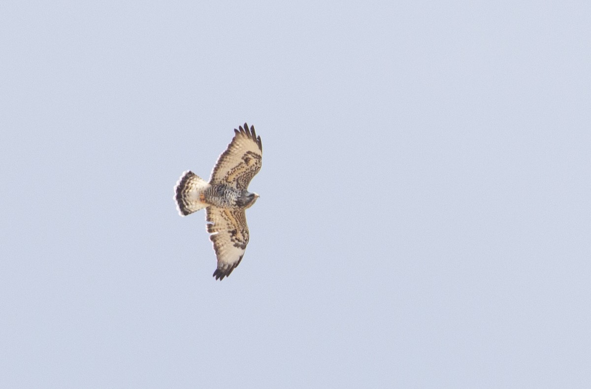 Rough-legged Hawk - ML617207017