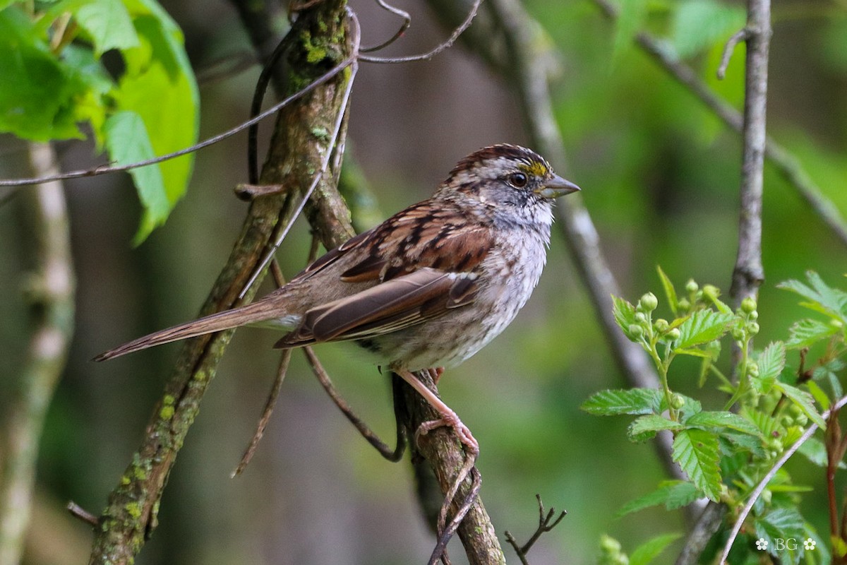 White-throated Sparrow - ML617207131
