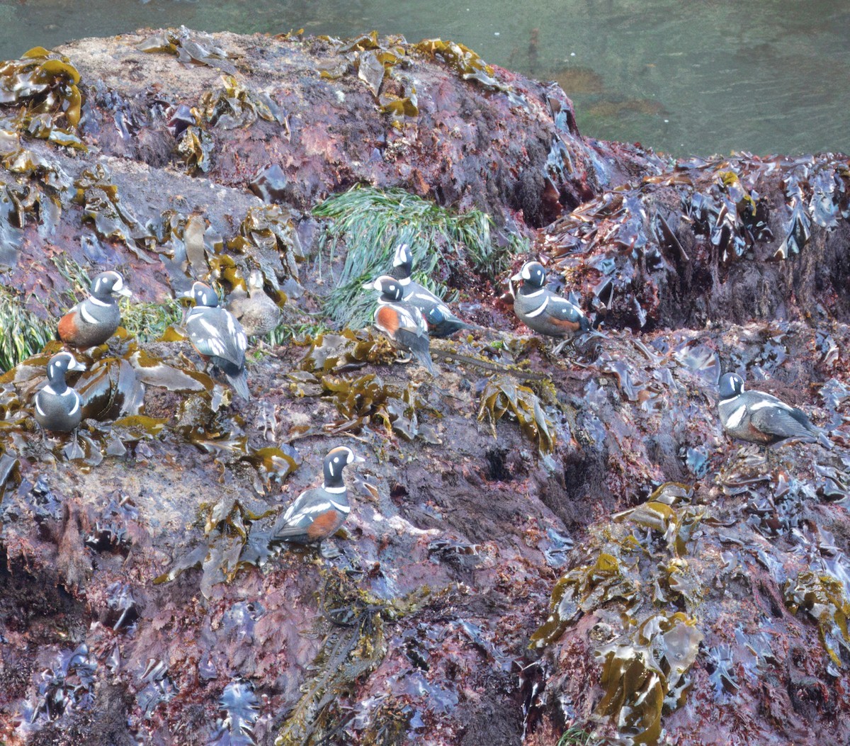 Harlequin Duck - ML617207199