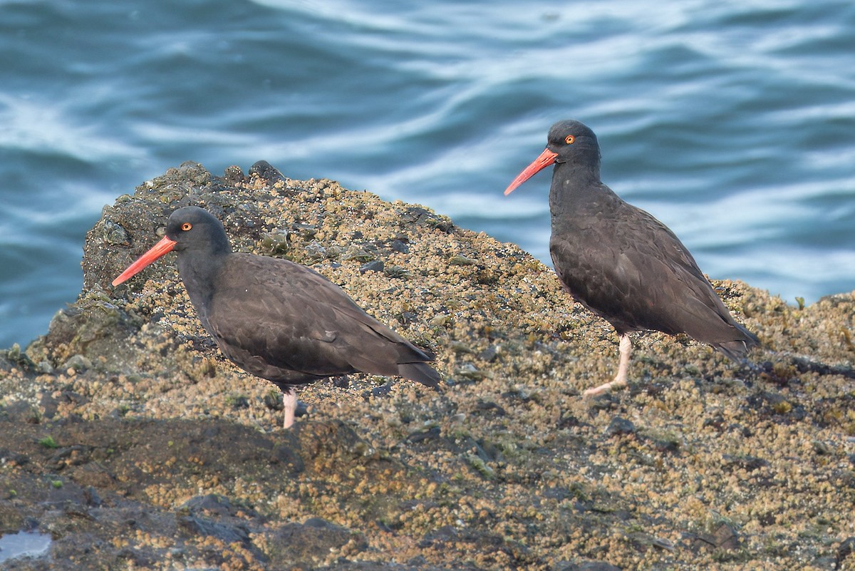 Black Oystercatcher - ML617207205