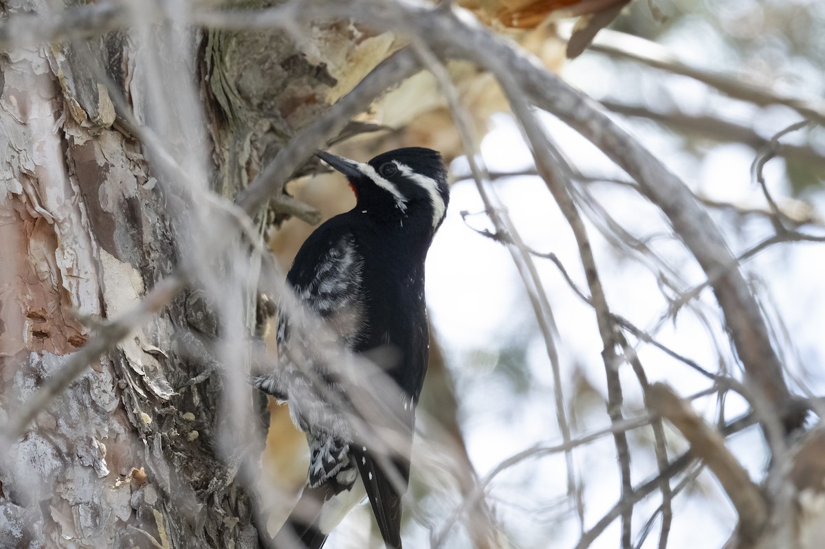 Williamson's Sapsucker - ML617207214