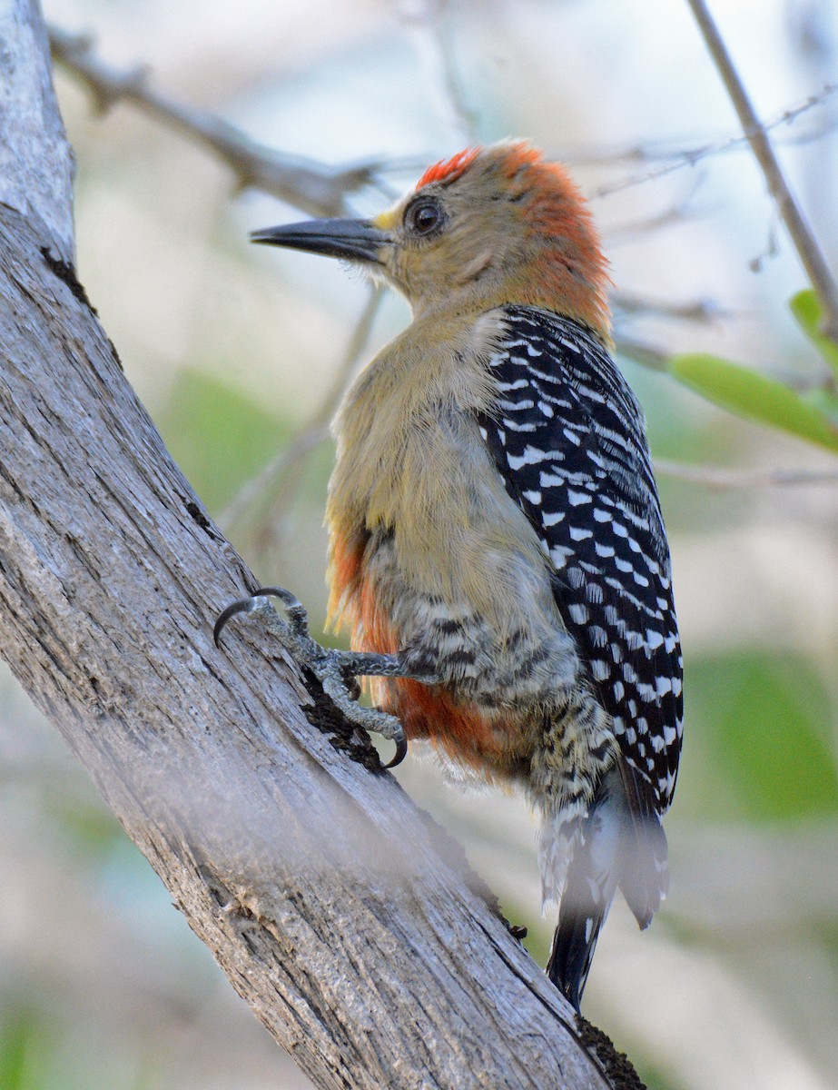 Red-crowned Woodpecker - Michael J Good
