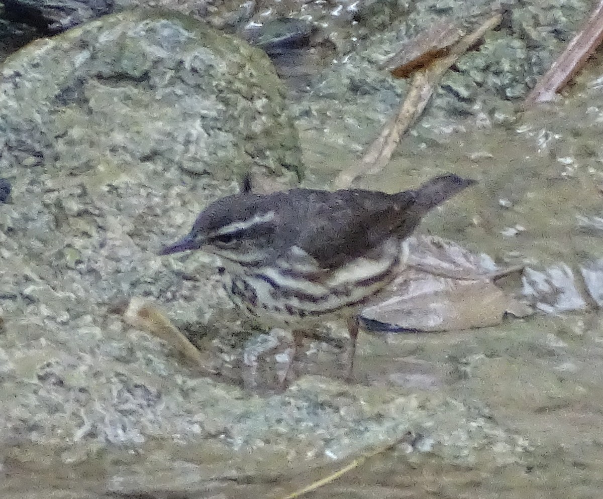 Louisiana Waterthrush - Elsa Santana Figueras