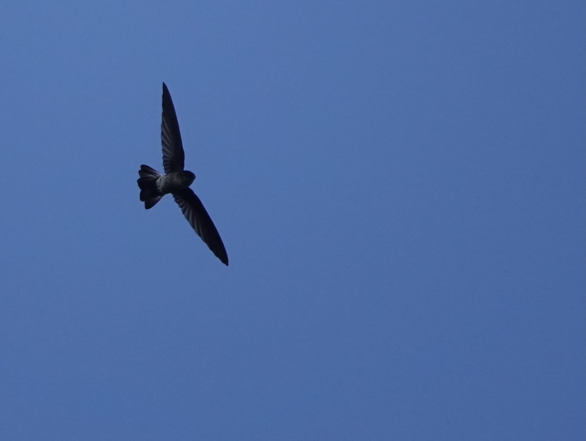 Pygmy Swiftlet - ML617207285