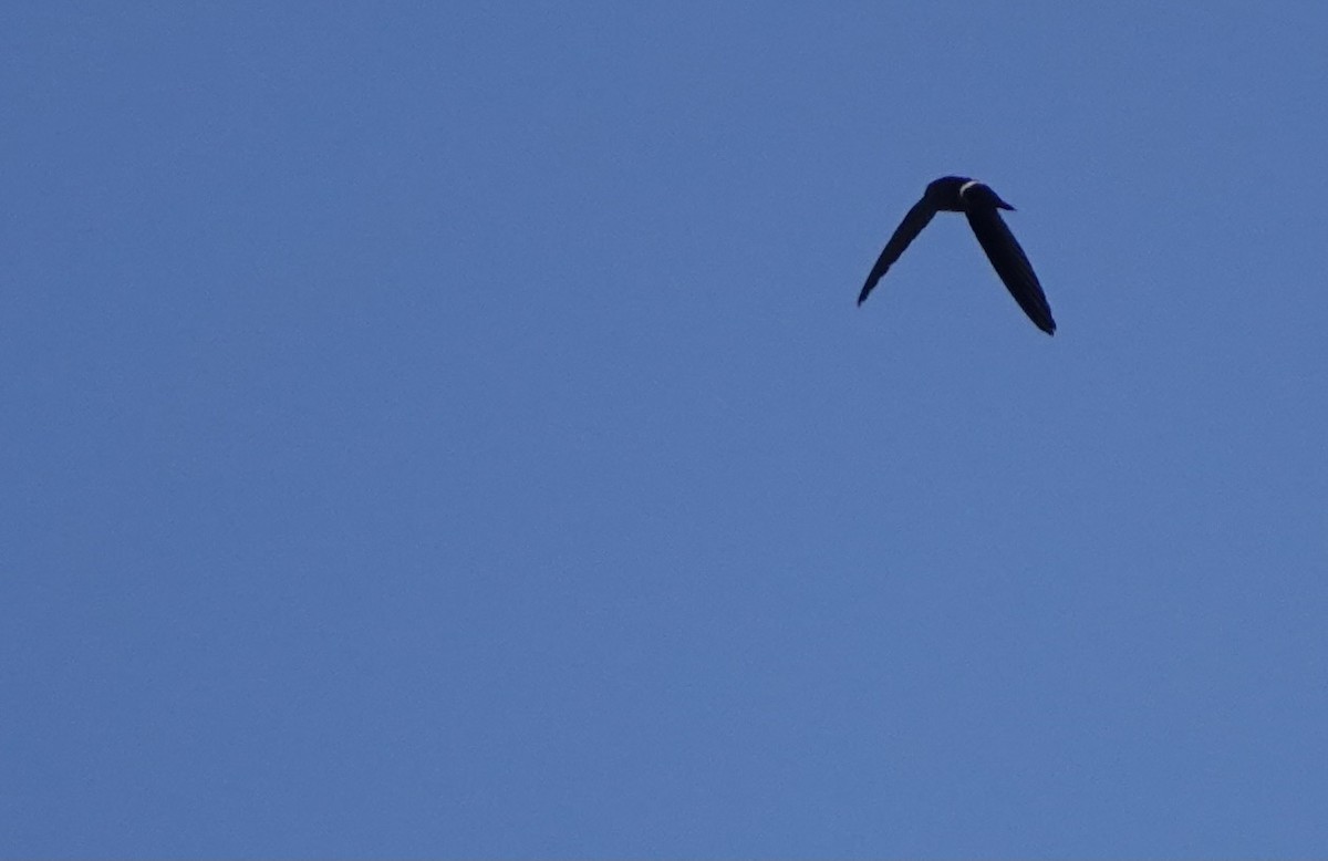 Pygmy Swiftlet - ML617207286