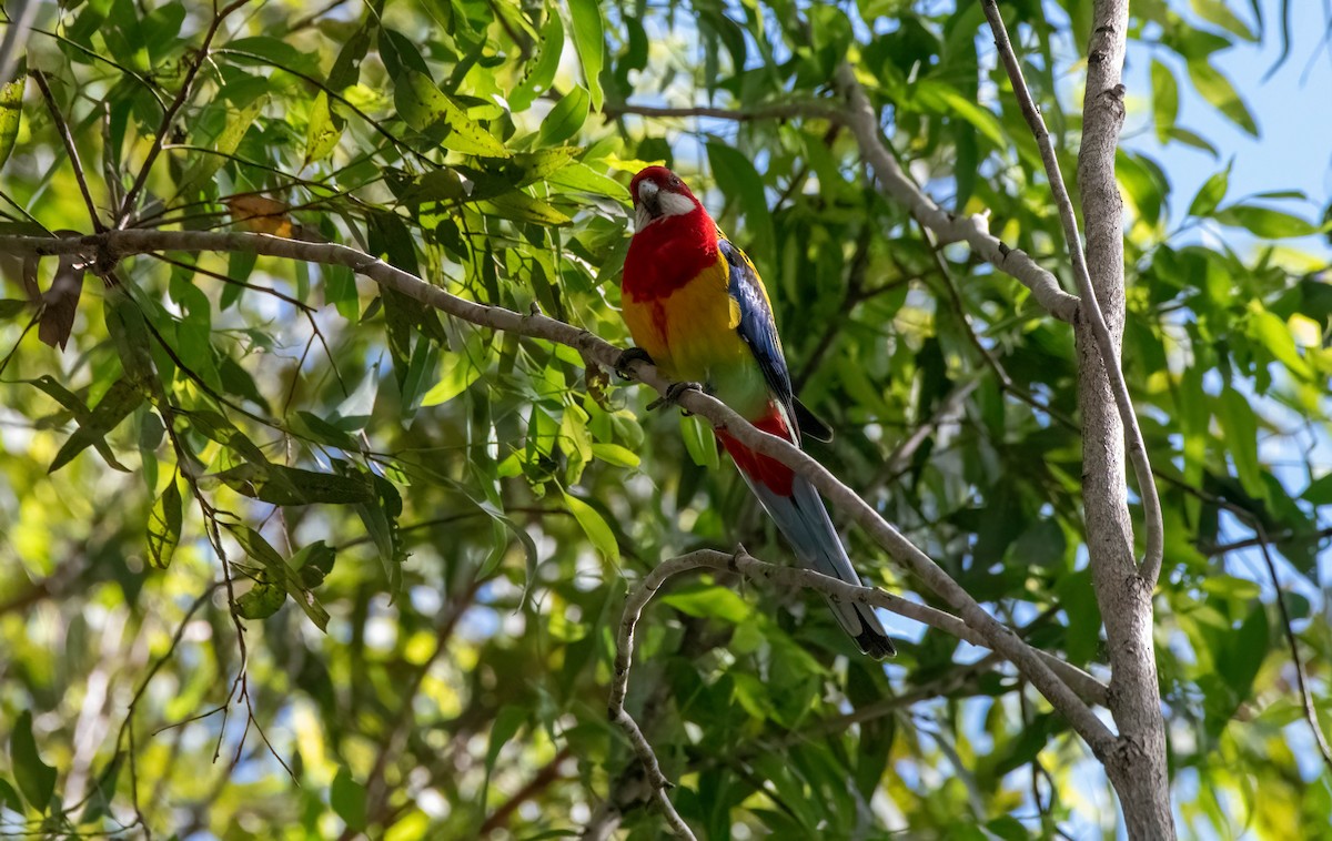 Eastern Rosella - ML617207320