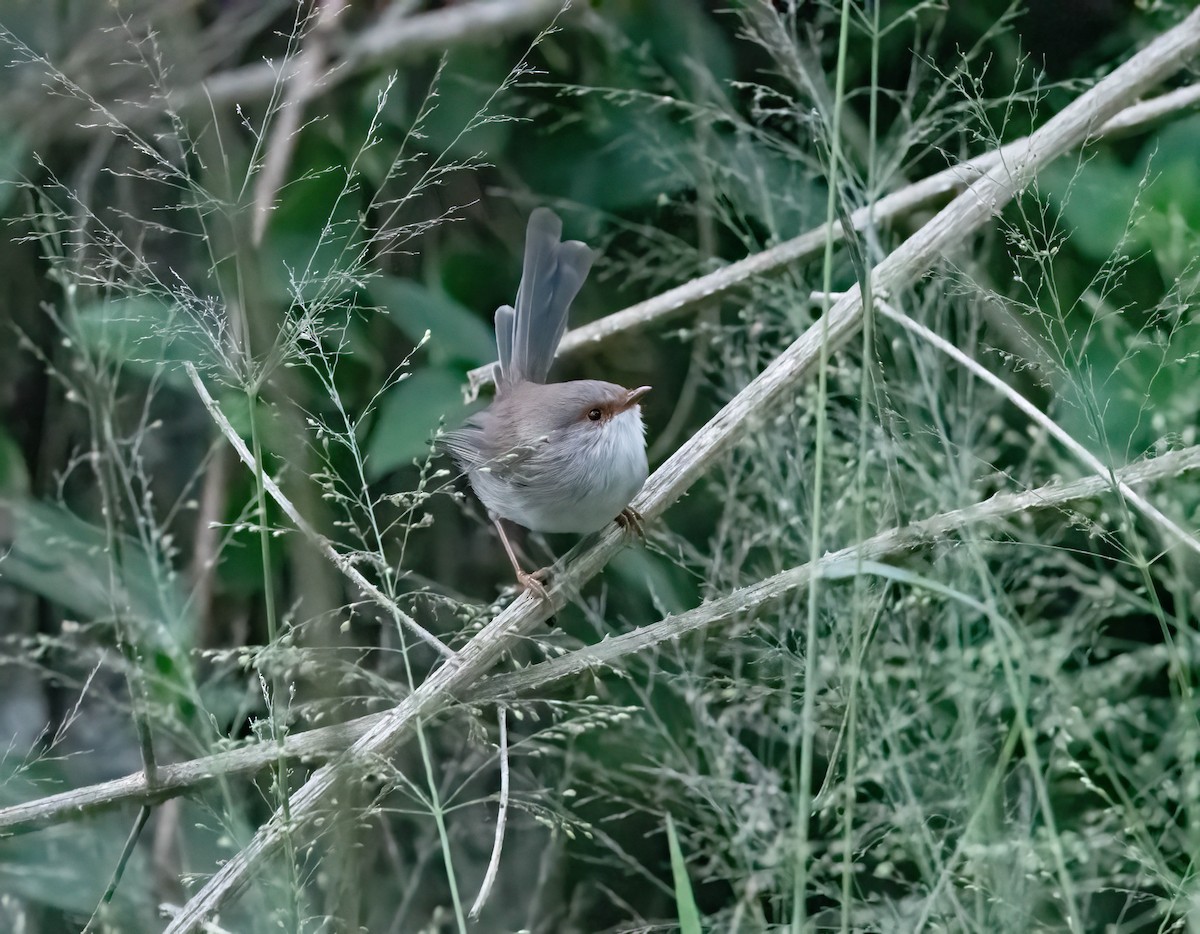 Superb Fairywren - ML617207331