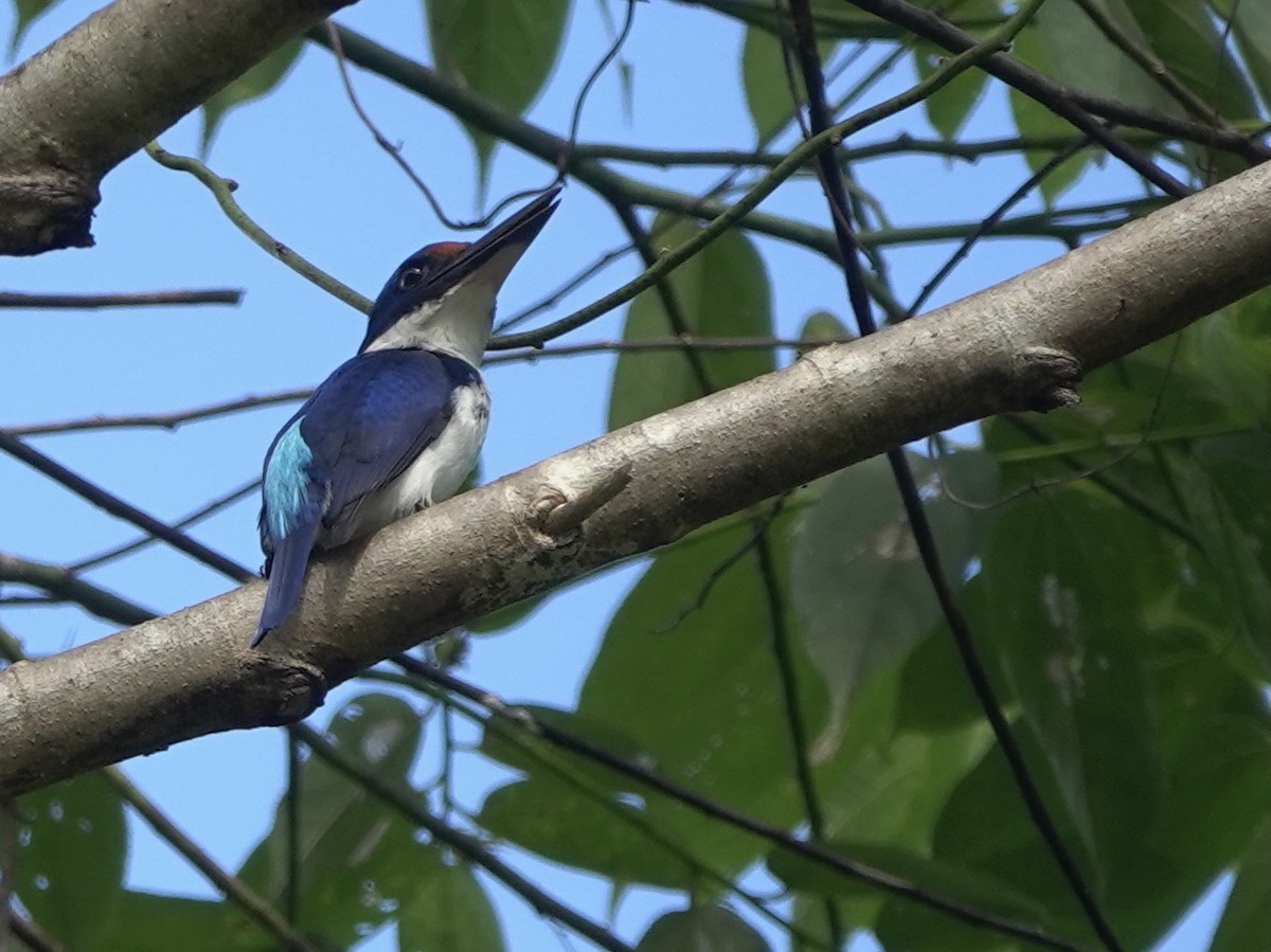 Rufous-lored Kingfisher - Martin Kennewell