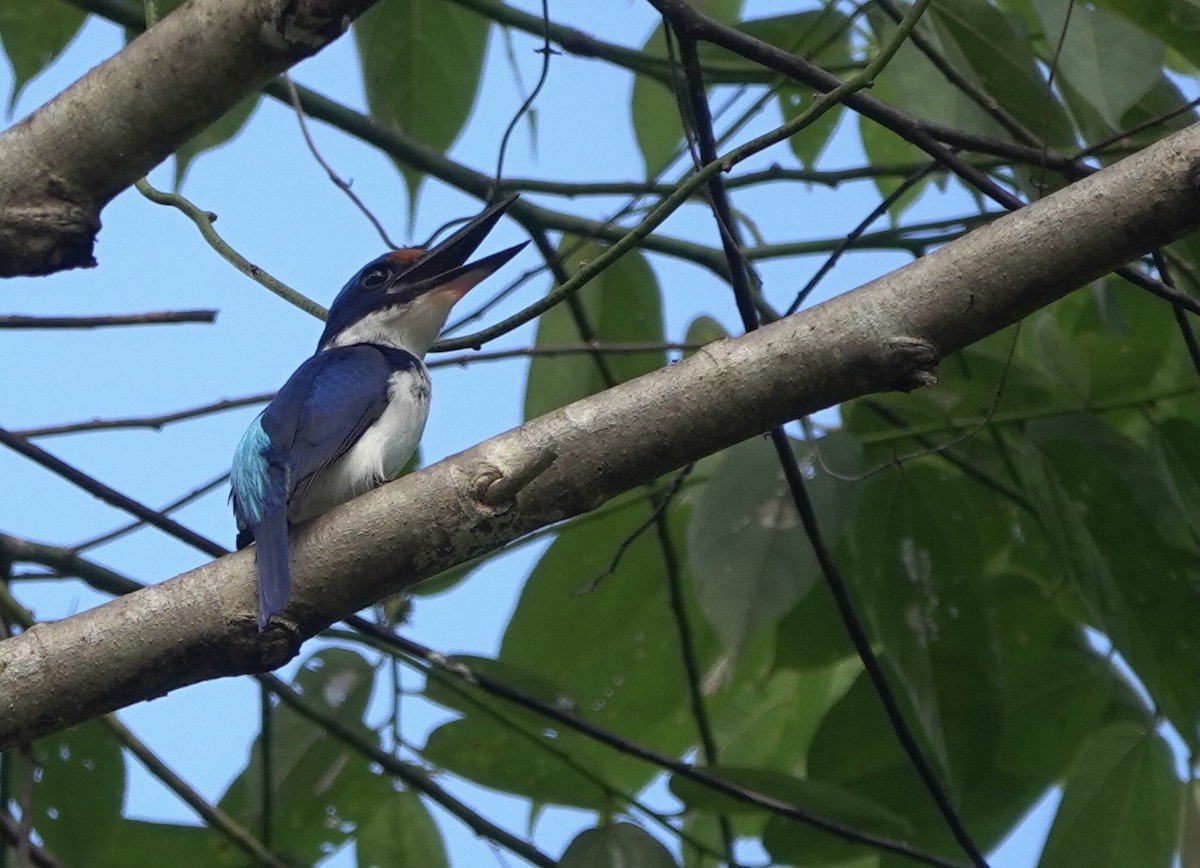 Rufous-lored Kingfisher - Martin Kennewell