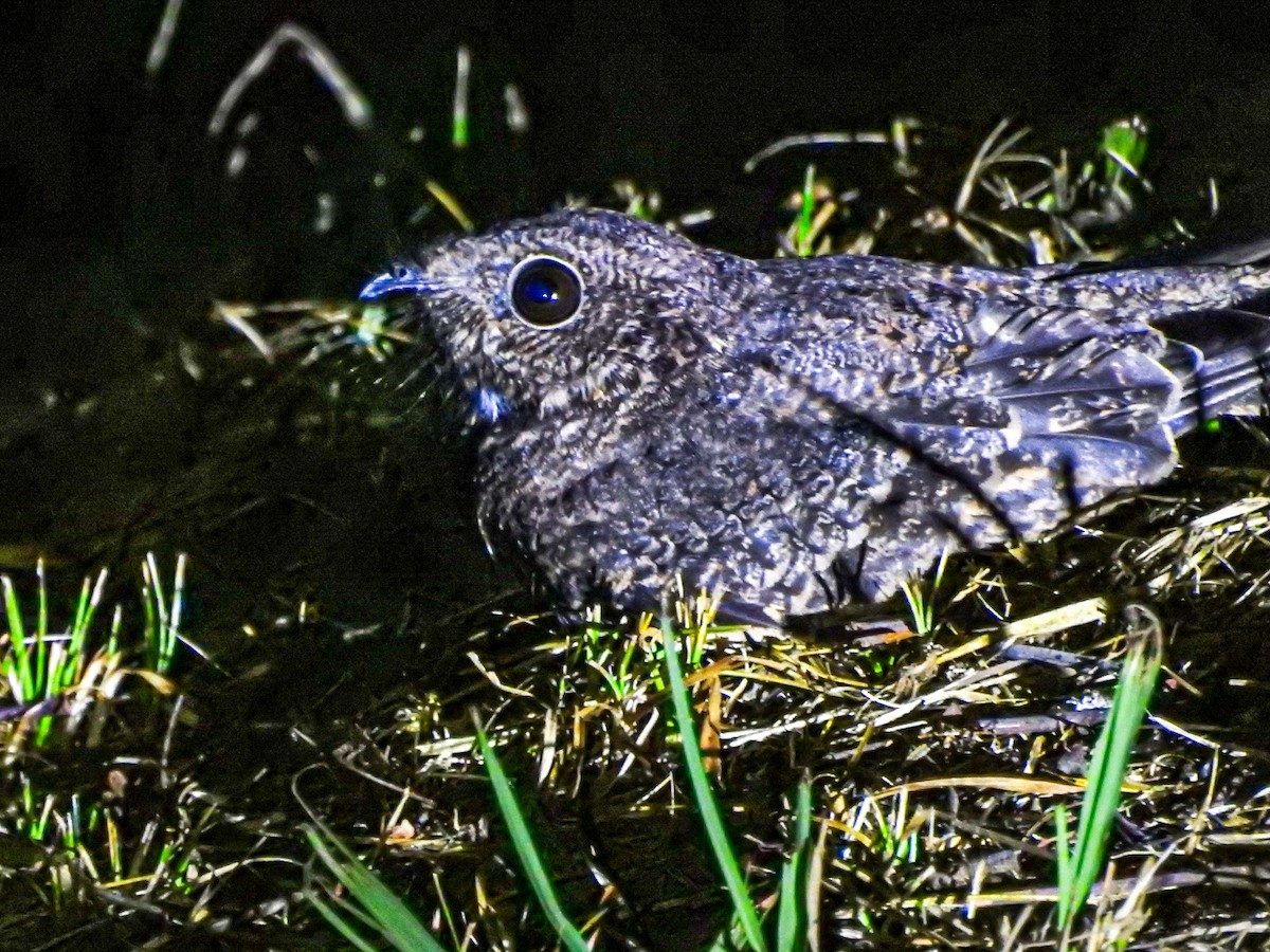 Band-winged Nightjar (longirostris) - ML617207379