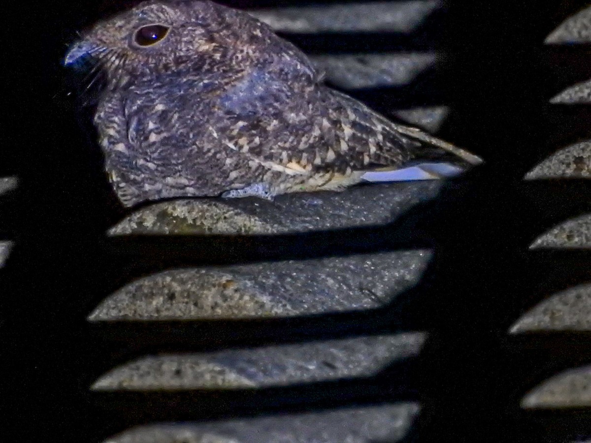 Band-winged Nightjar (longirostris) - ML617207380