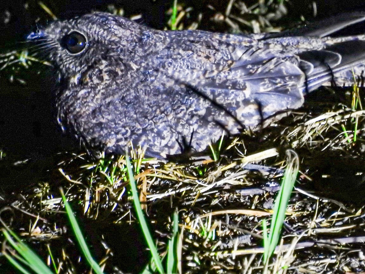 Band-winged Nightjar (longirostris) - ML617207383