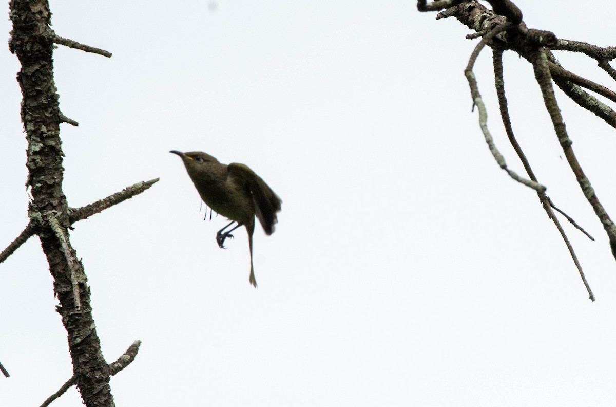 Brown Honeyeater - ML617207386