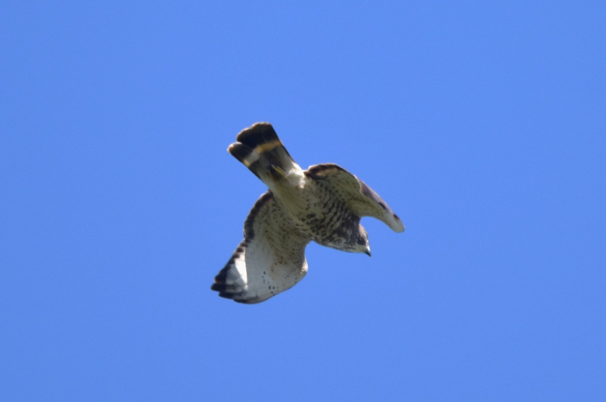 Broad-winged Hawk - ML617207425