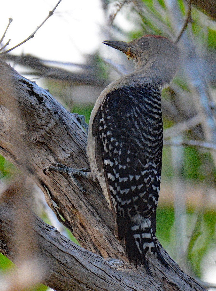 Red-crowned Woodpecker - ML617207445