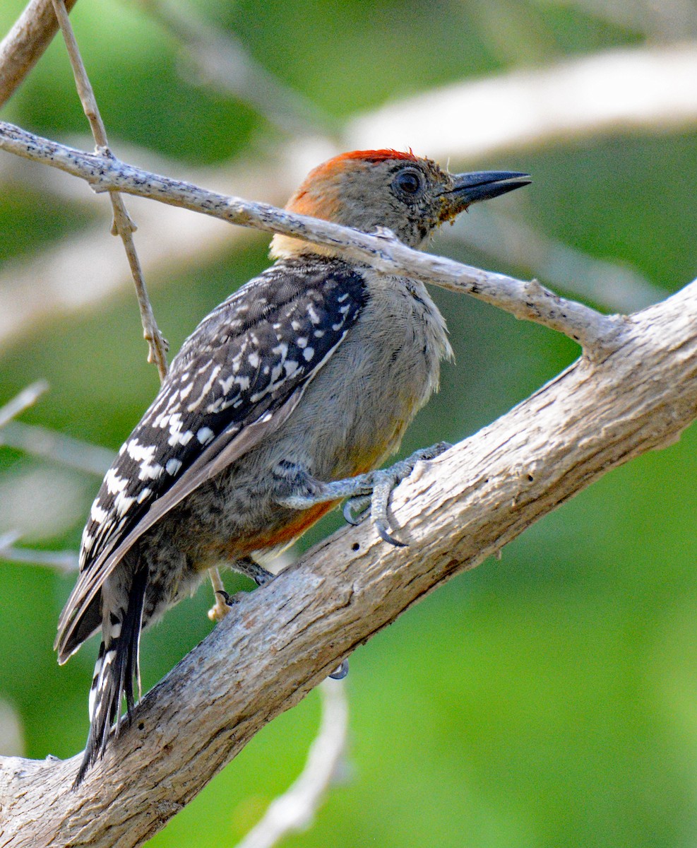 Red-crowned Woodpecker - ML617207446