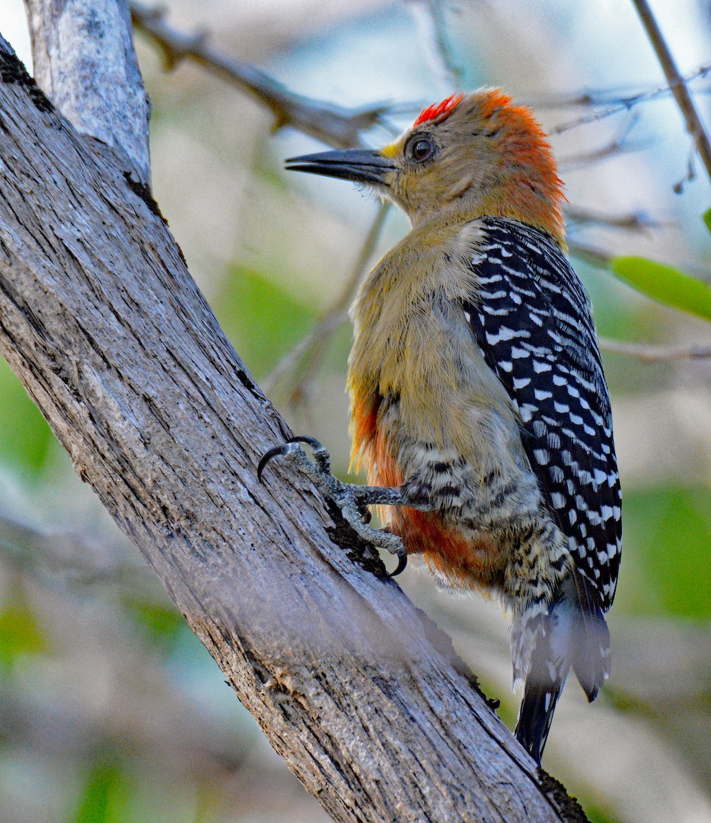 Red-crowned Woodpecker - ML617207447