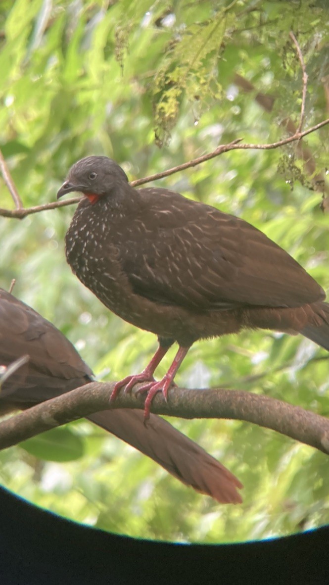 Band-tailed Guan - Jordan Webber