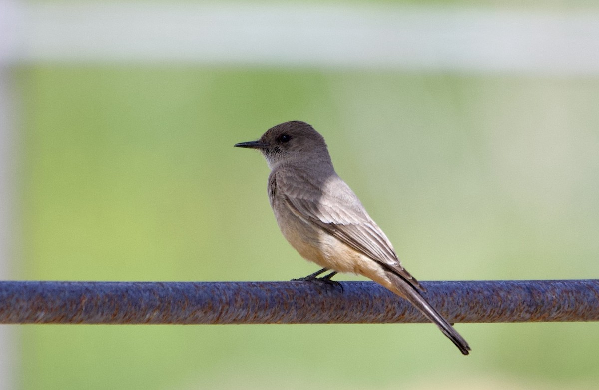 Say's Phoebe - ML617207543