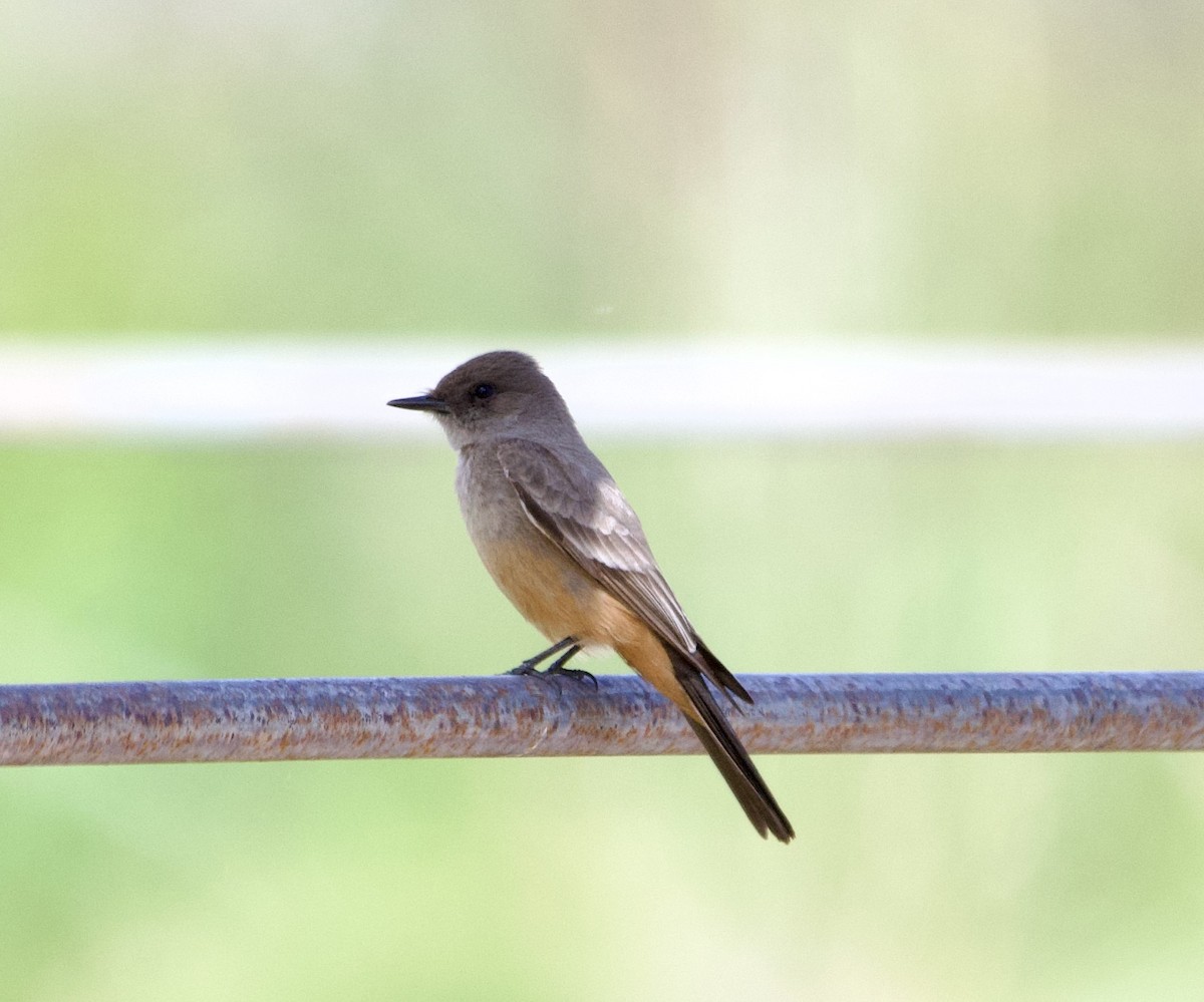 Say's Phoebe - ML617207546