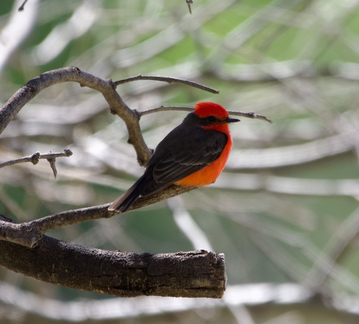 Vermilion Flycatcher - ML617207553