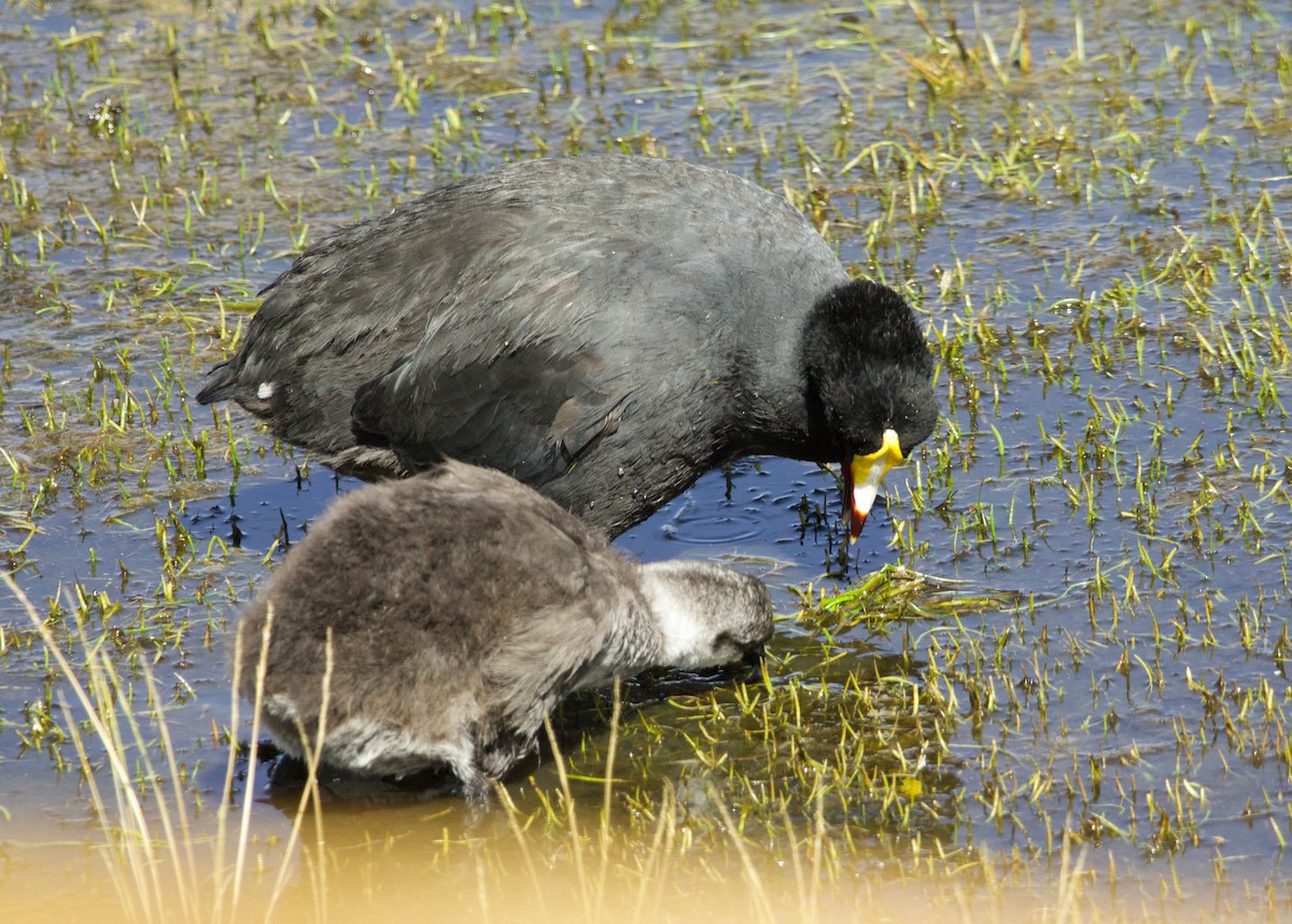 Giant Coot - ML617207585