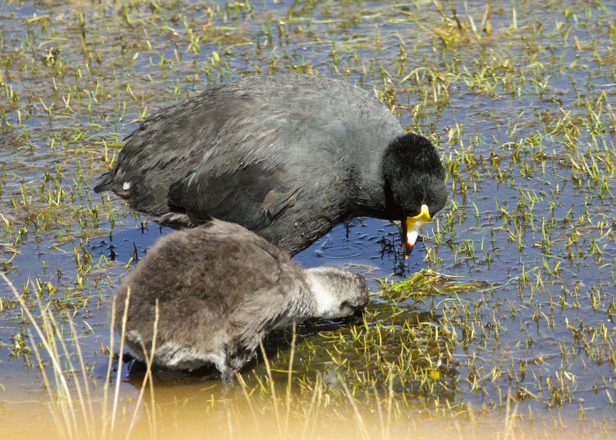 Giant Coot - Benjamin Zerante