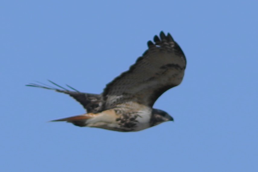 Red-tailed Hawk - ML617207640