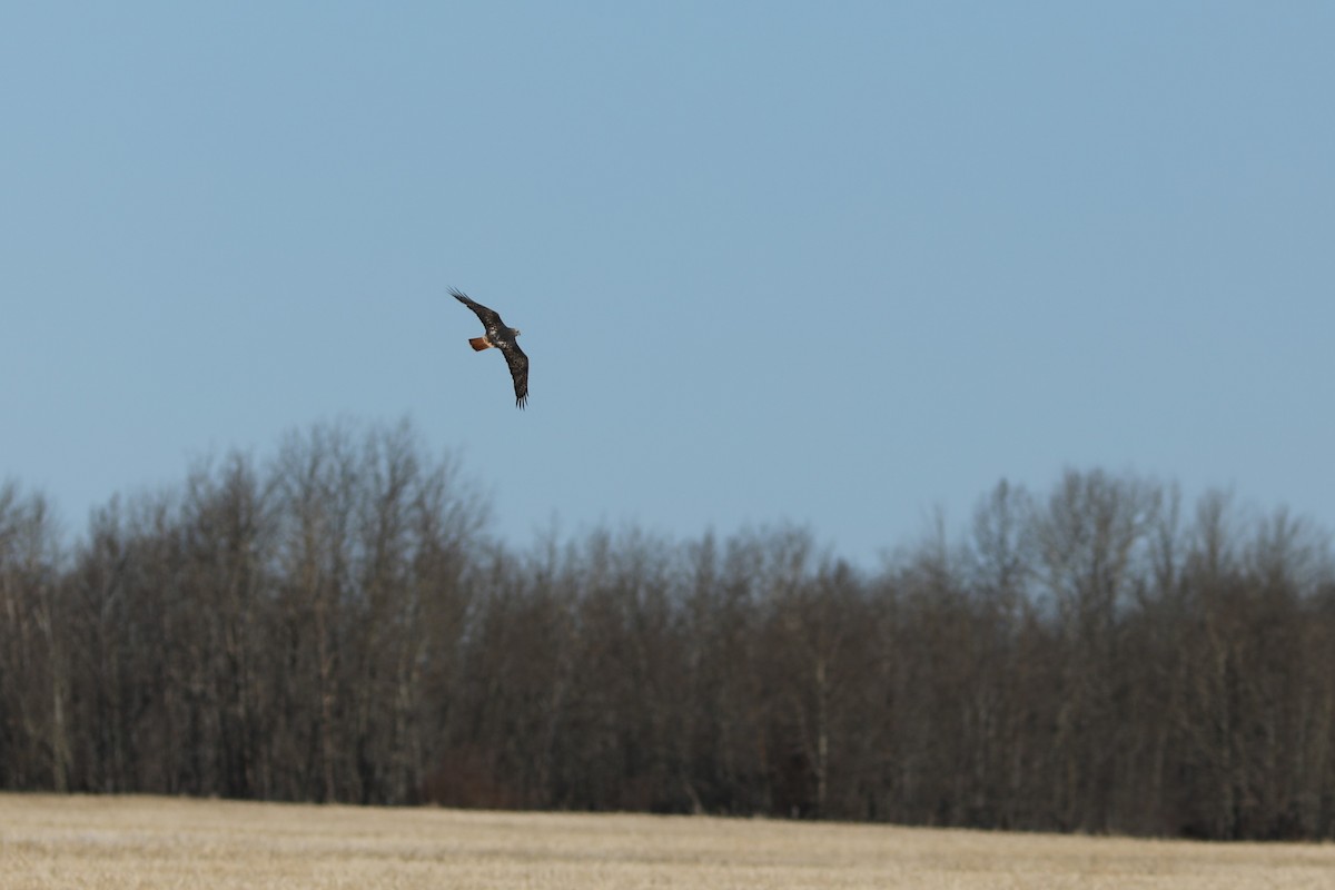 Red-tailed Hawk - ML617207641