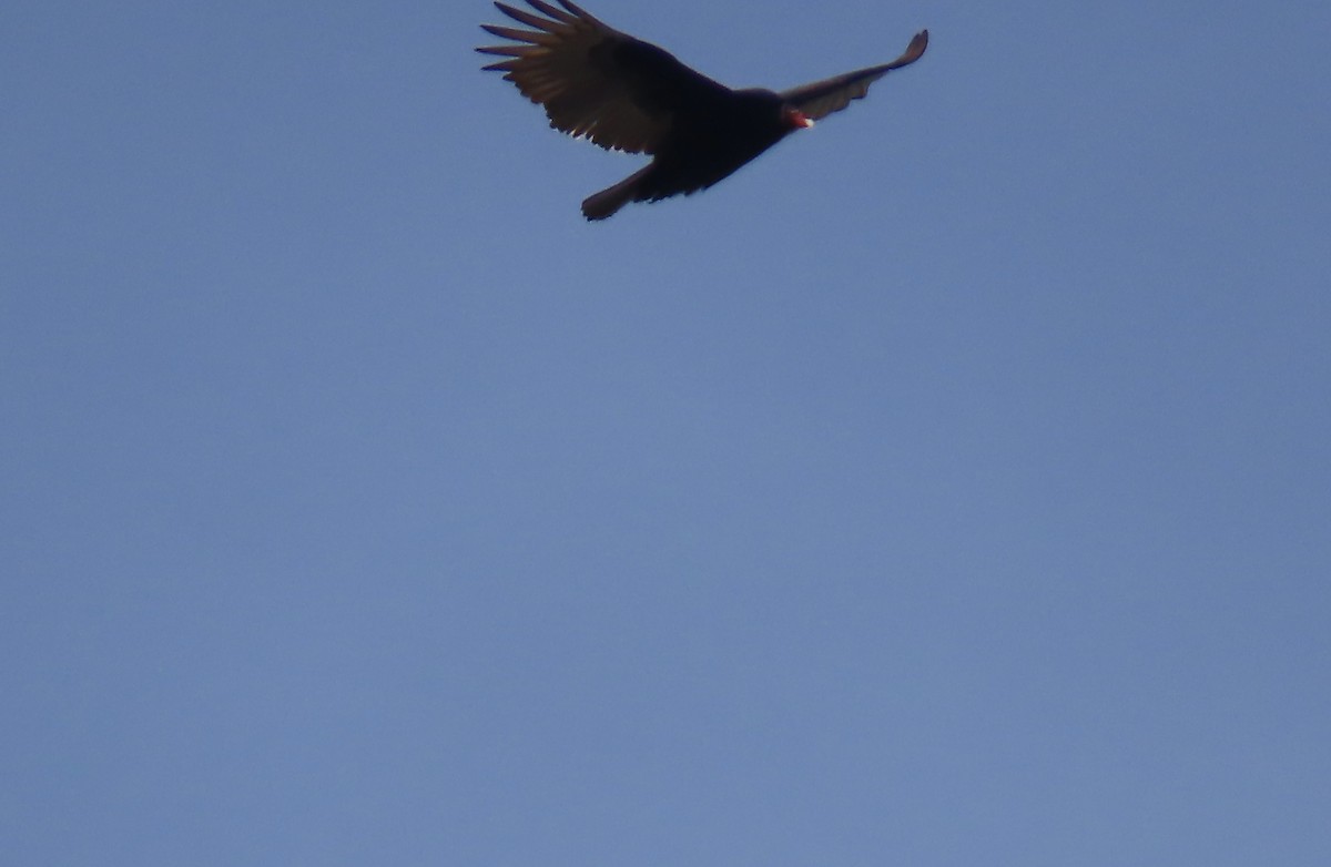 Turkey Vulture - ML617207649