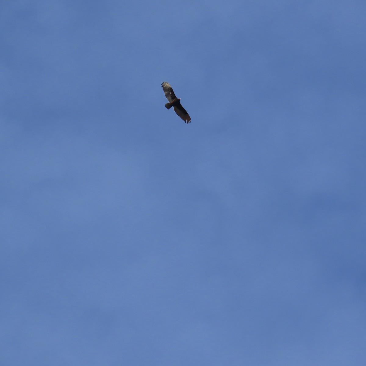 Turkey Vulture - ML617207651