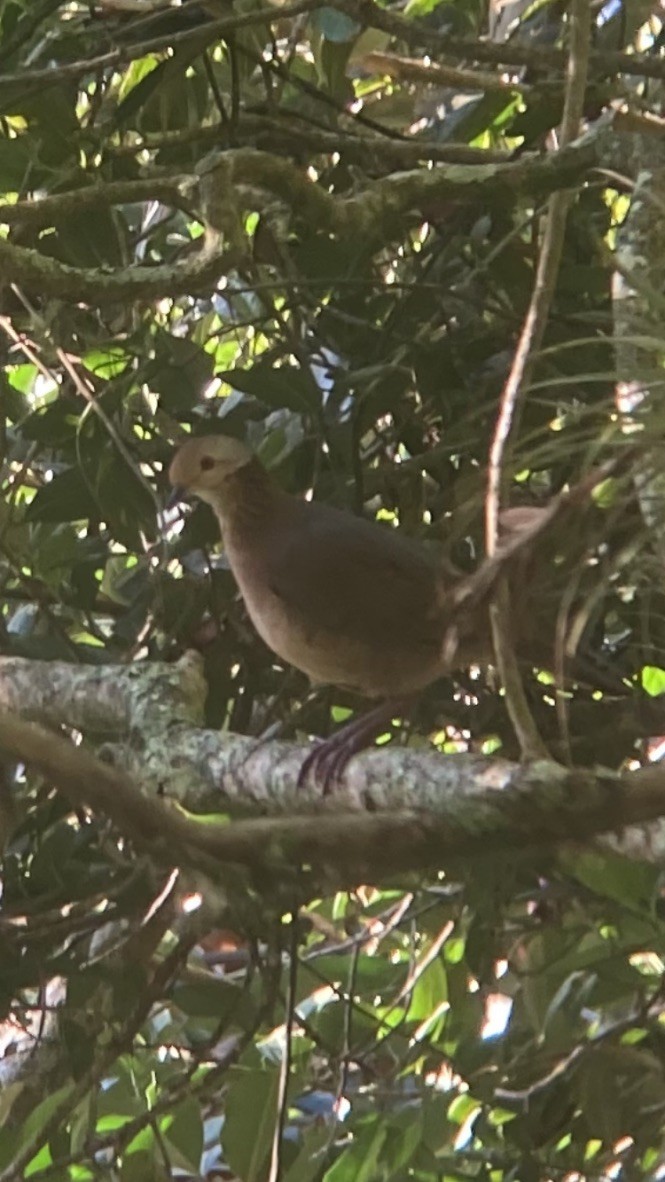 Lined Quail-Dove - Jordan Webber