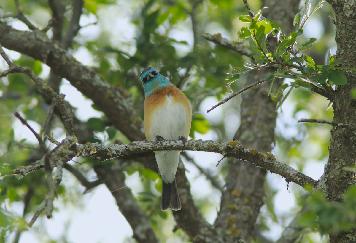 Lazuli Bunting - ML617207674