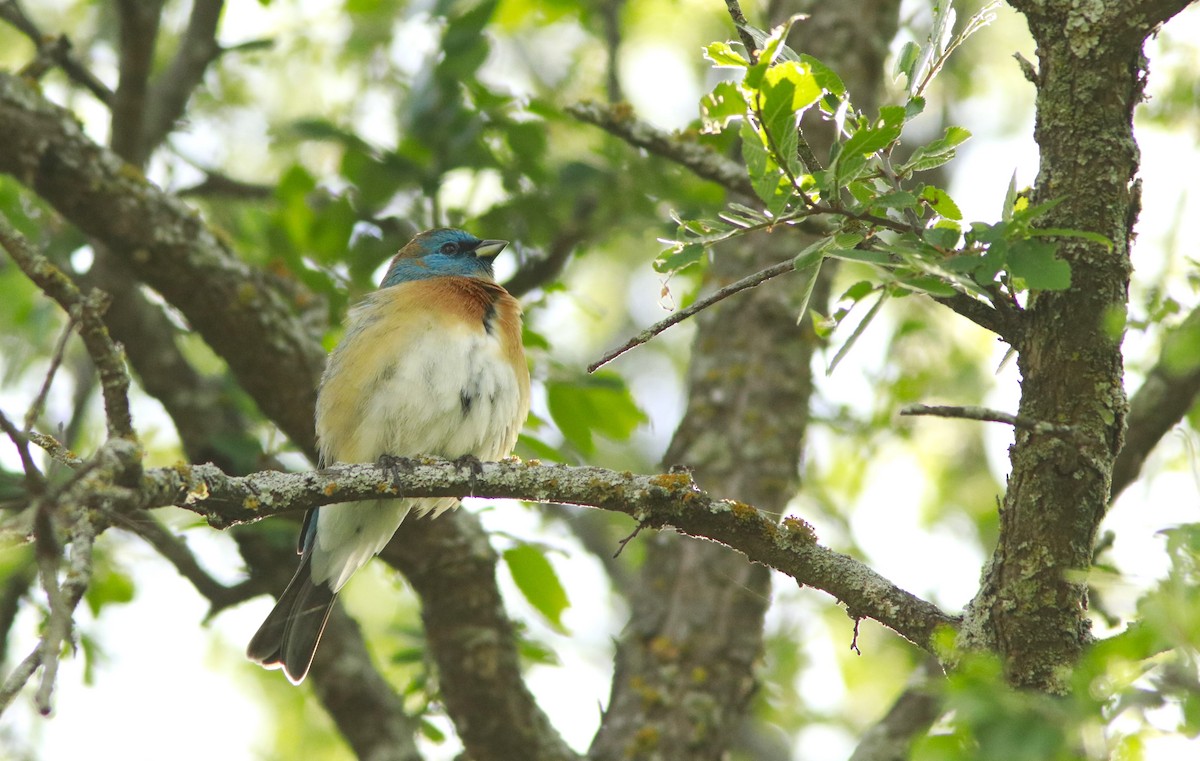 Lazuli Bunting - ML617207675