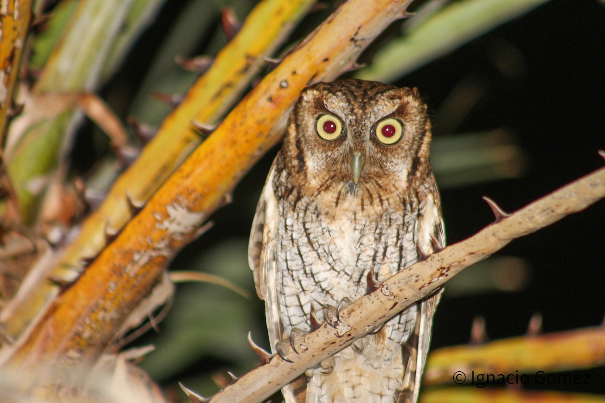 Tropical Screech-Owl - Ignacio Gómez Gaffner