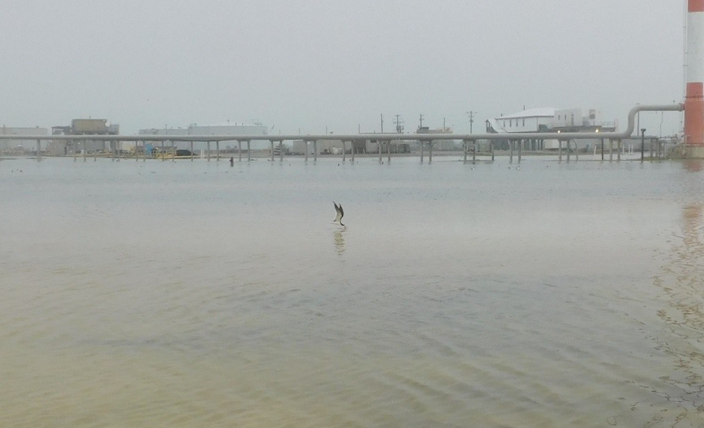 Водоріз американський - ML617207712