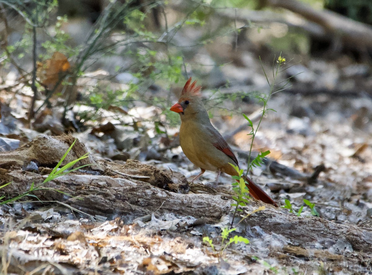 Cardinal rouge - ML617207716