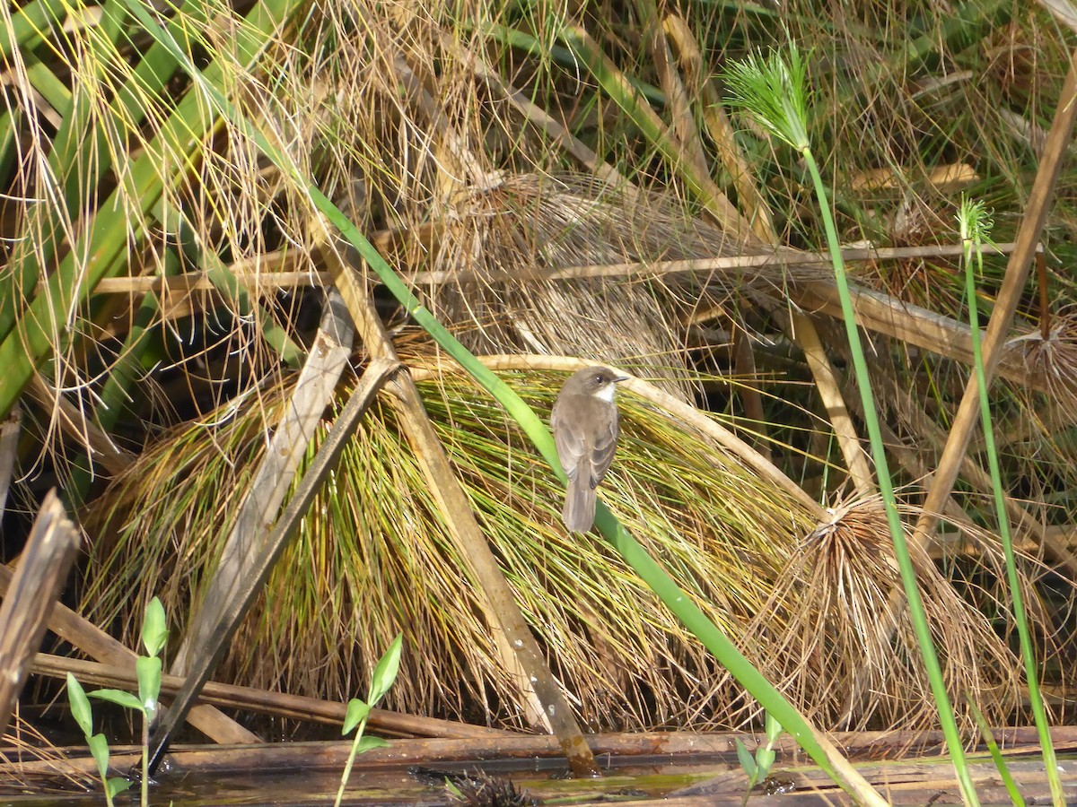 Swamp Flycatcher - Ann Kovich