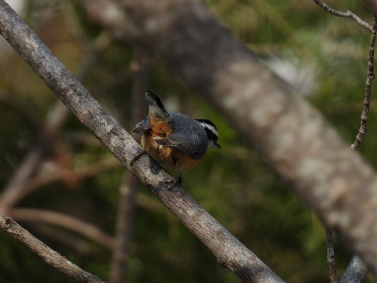 Red-breasted Nuthatch - ML617207755