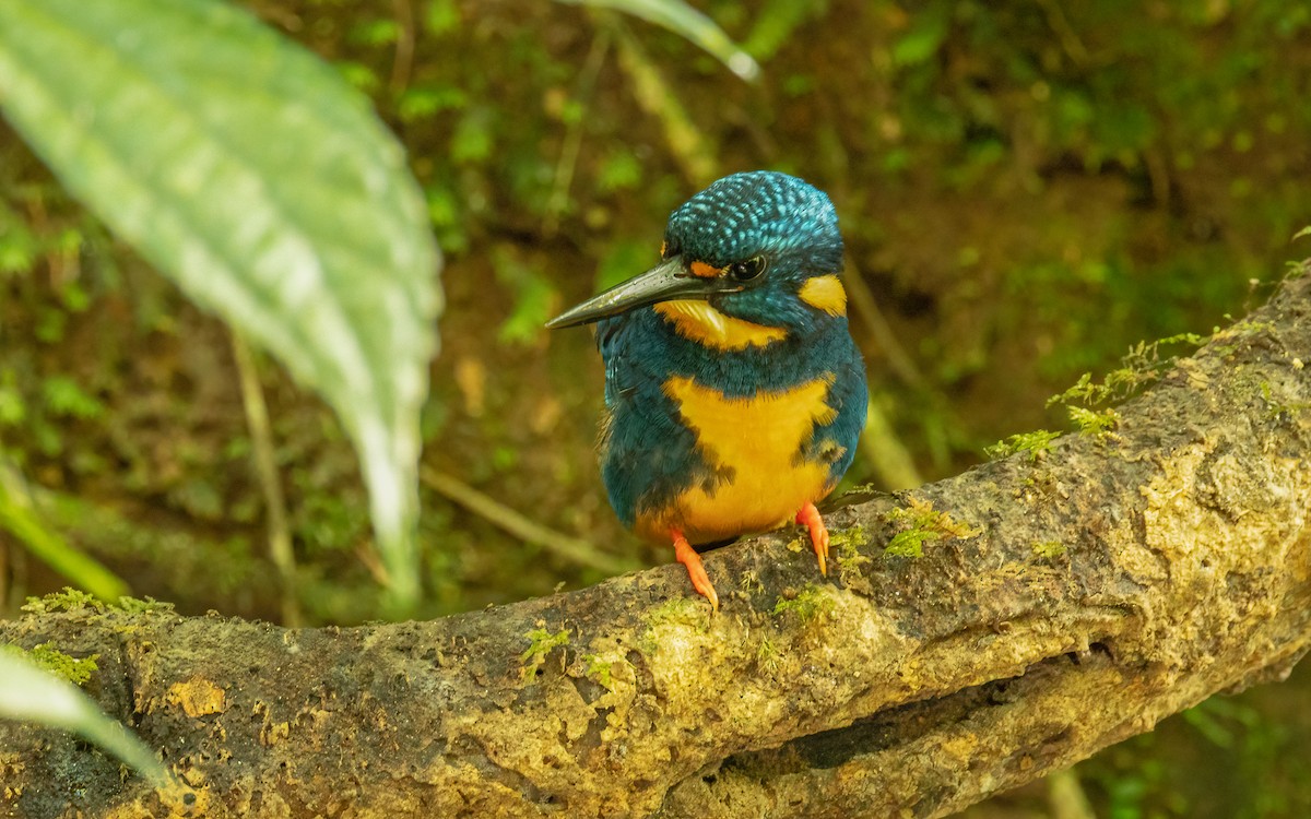 Indigo-banded Kingfisher - ML617207781