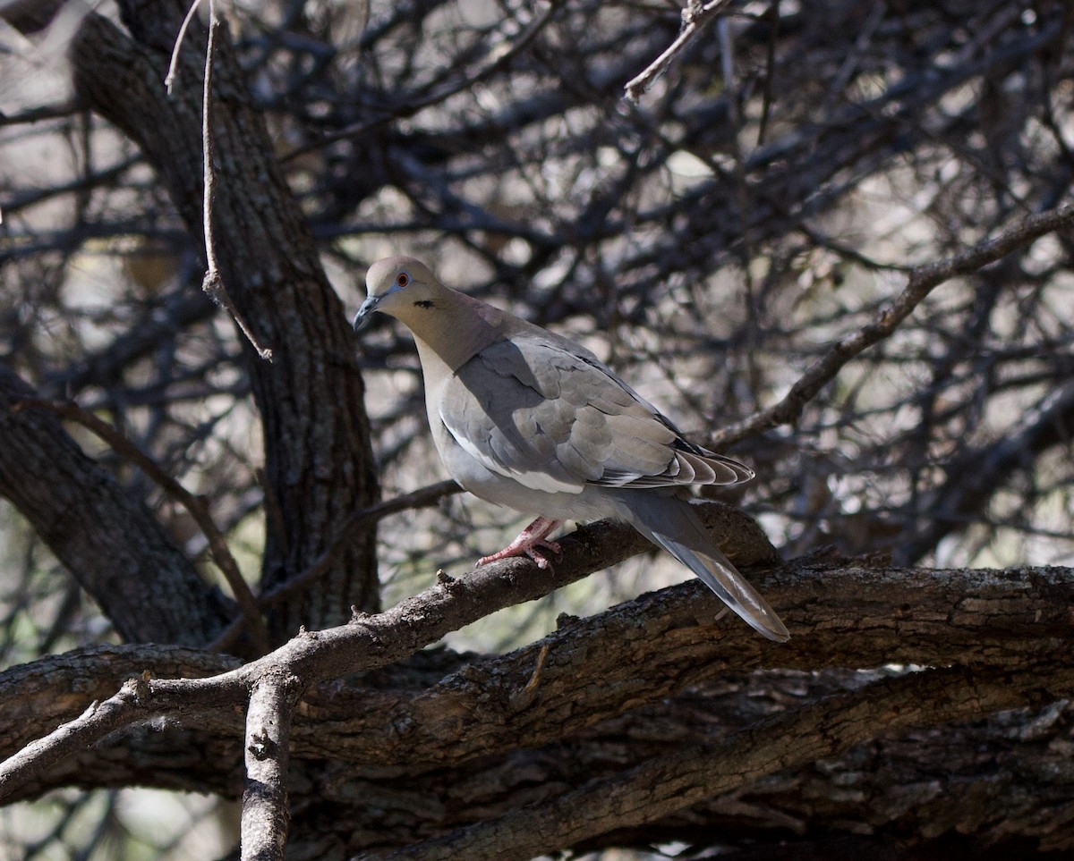 White-winged Dove - ML617207788