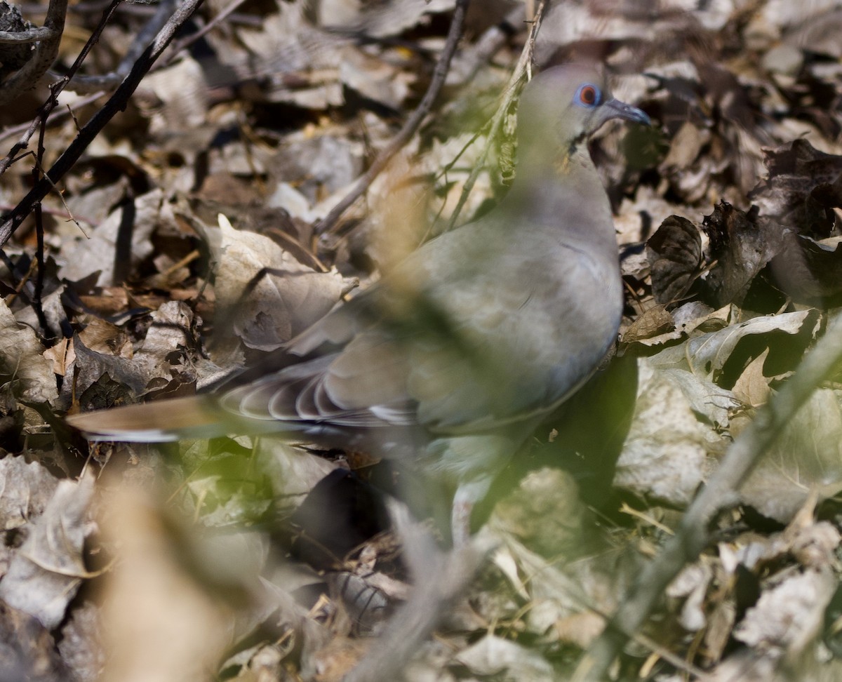 White-winged Dove - ML617207789