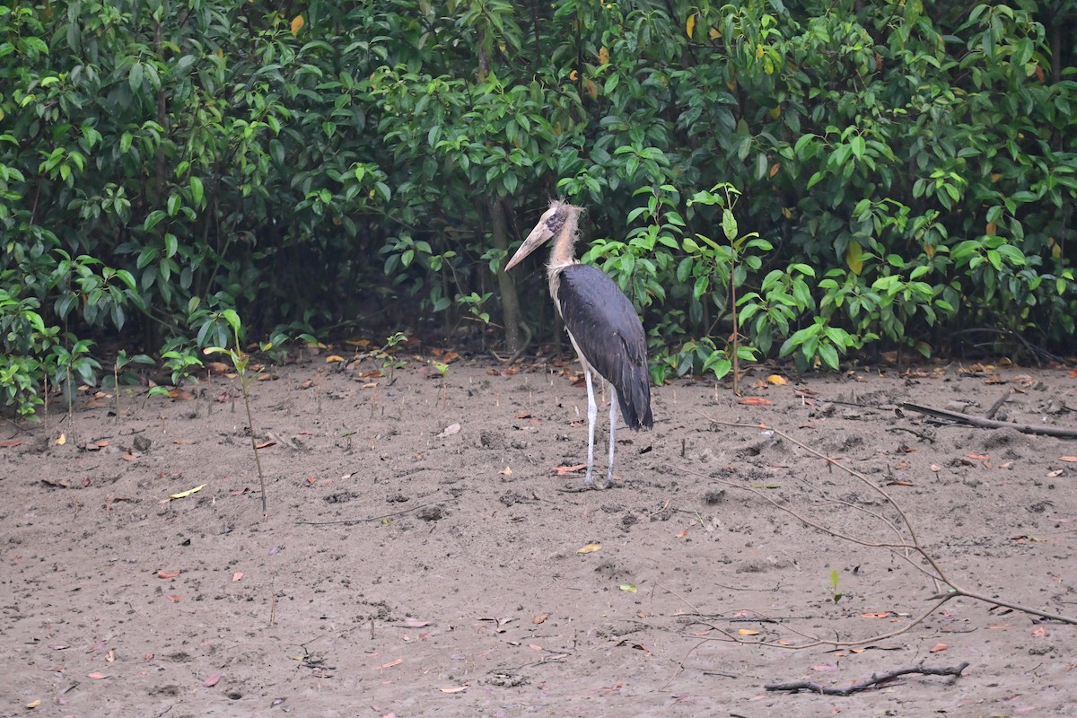 Lesser Adjutant - ML617207795