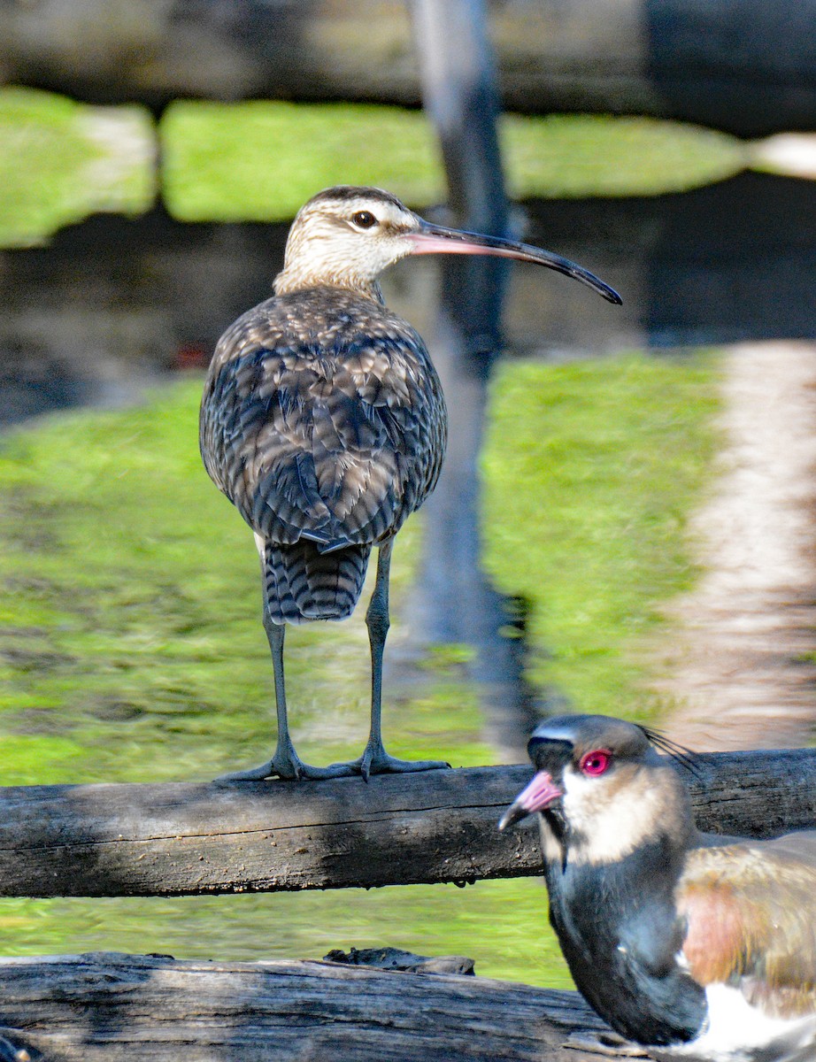 Whimbrel - Michael J Good