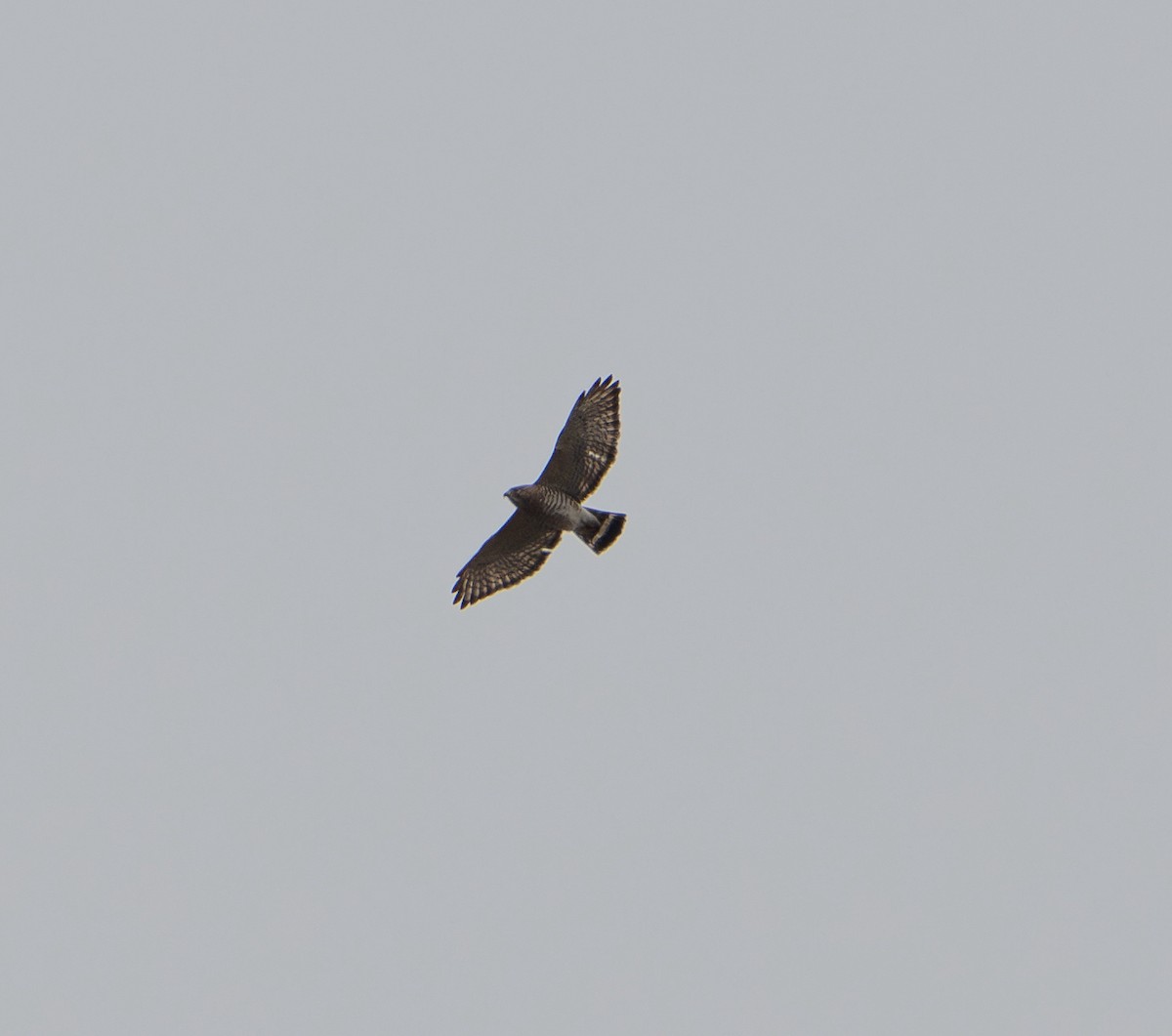 Broad-winged Hawk - ML617207874