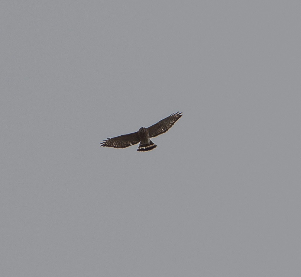 Broad-winged Hawk - ML617207875