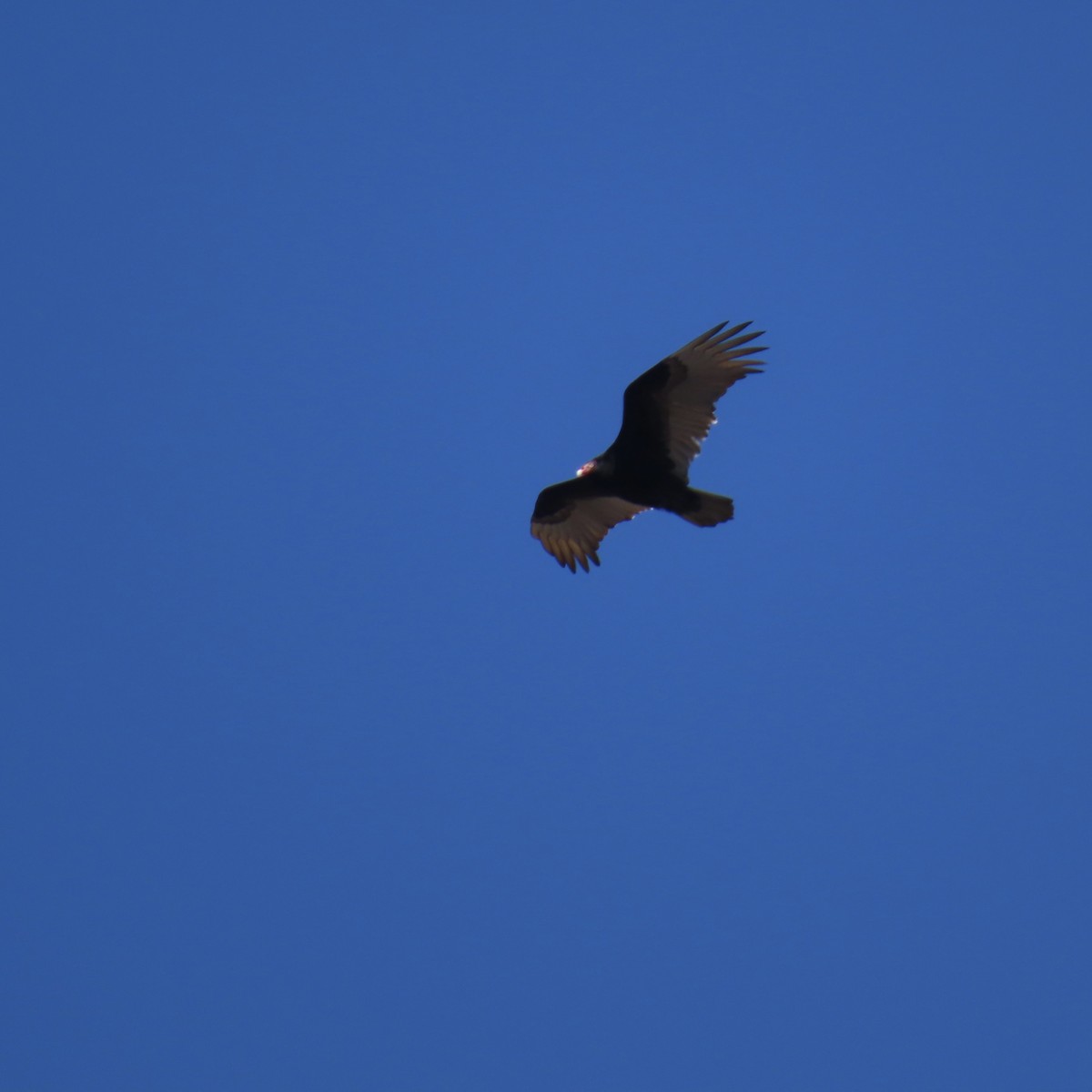 Turkey Vulture - ML617207896