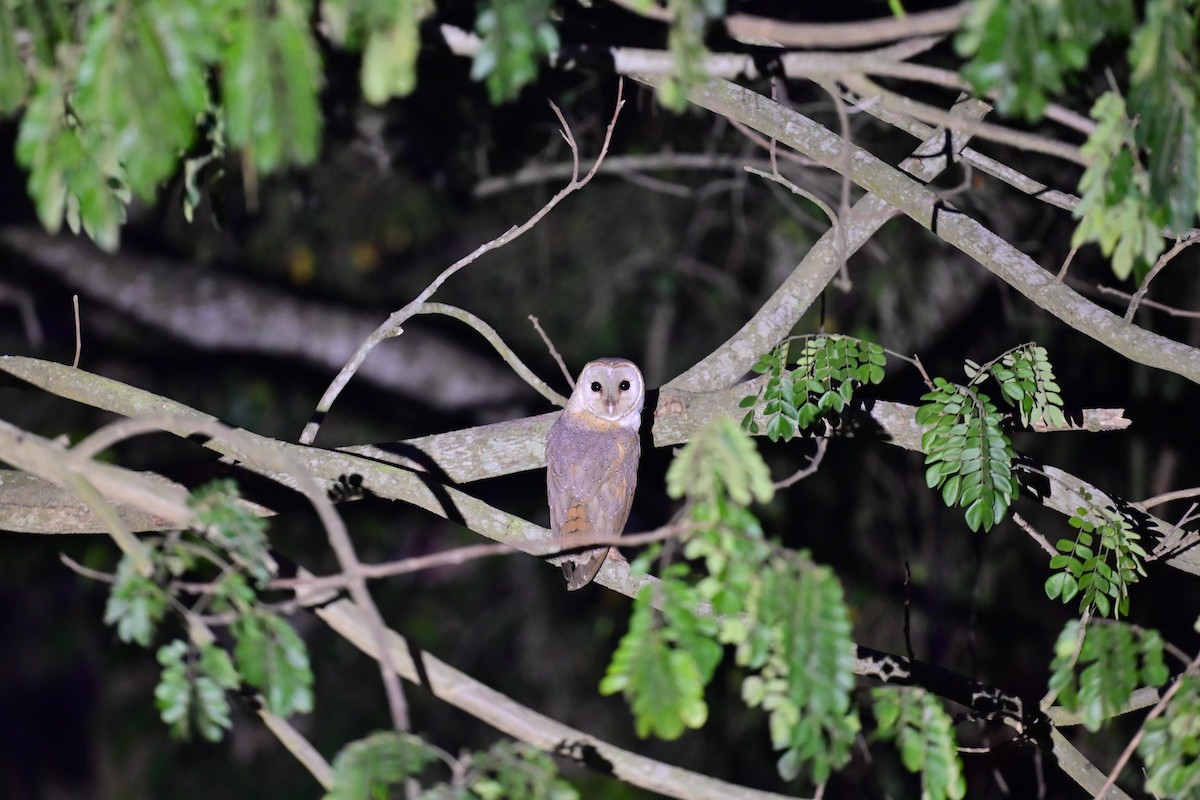 Barn Owl - ML617207910