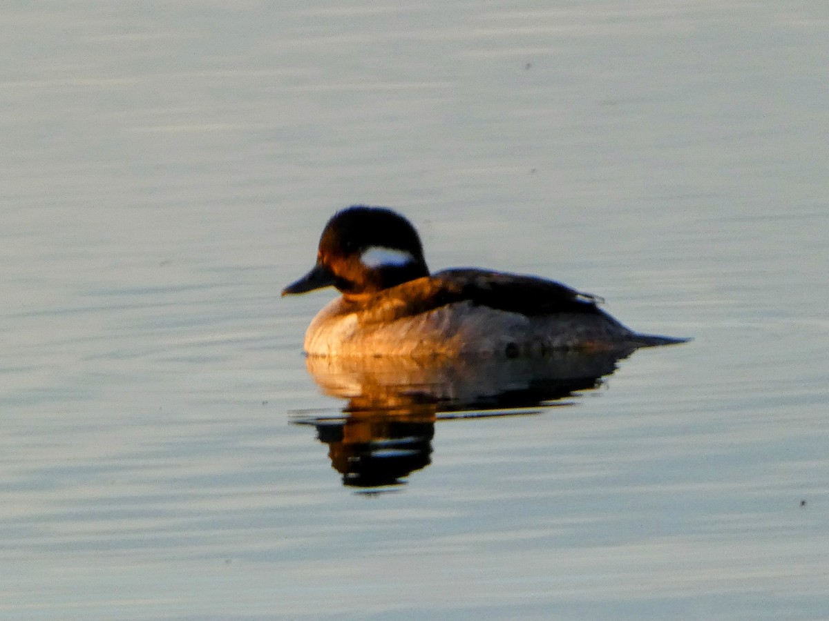 Bufflehead - ML617207929